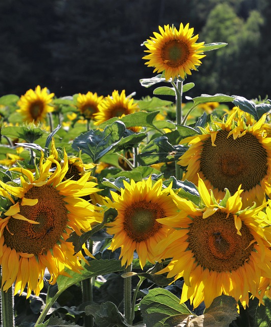 usecase-sunflowers